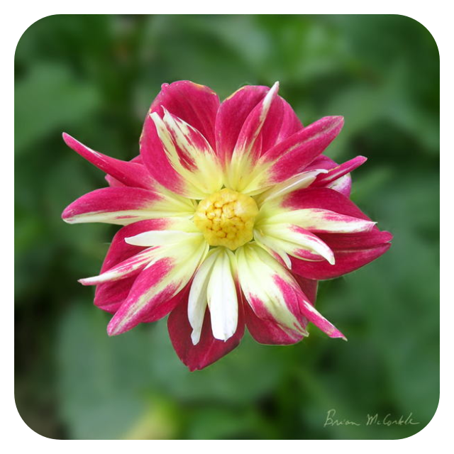 (image for) Hibiscus 4